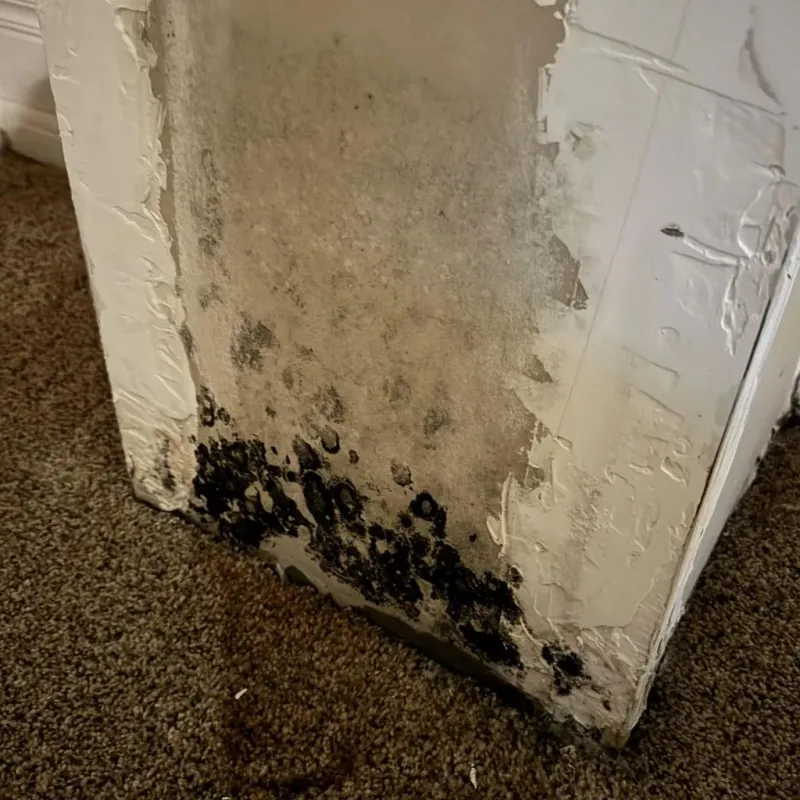 Professional Mold Removal in Ware County, GA